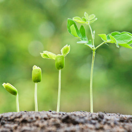How to Nurture your Customers with DPS Seed How to Nurture your Customers with DPS Seed
